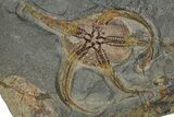 Two, Huge Ordovician Brittle Stars (Ophiura) - Morocco #372459-2
